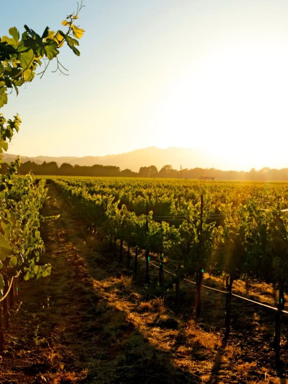 the fields of a winery