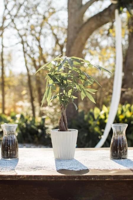 image of a tree in a pot and two jars of dirt ready to pour in for a tree unity ceremony